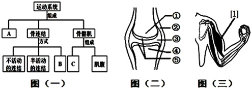 你了解自己的运动系统吗?据图回答下列问题