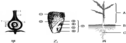 据甲,乙,丙三图所示的传粉和受精过程,玉米种子结构,玉米幼苗示意图