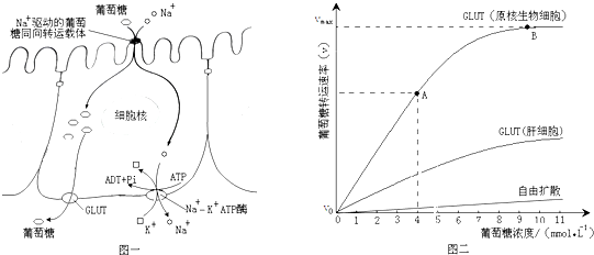 首页 高中生物 物质跨膜运输的方式 如图一为小肠上皮细胞吸收葡萄糖