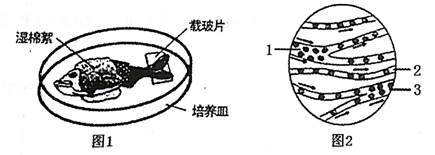图1示"观察小鱼尾鳍内血液的流动"材料的处理,图2示显微镜下观察到的