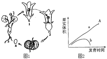 如图1是南瓜的发育过程示意图,请据图回答下列问题