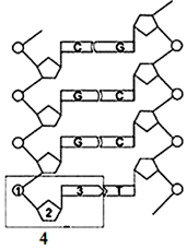 下面是某dna分子的部分平面结构示意图 据图回答 1 dna的基本组成单位是 用数字表示 其化学元素组成是 2 dna 是 空间结构 3的中文名称是 3 若该dna分子的一条链中 0 5 那么在它的互补链中 应为 4 下列叙述中 不属于rna