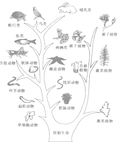 图为部 生物进化历程: ①植物进化历程为: ②无脊椎动物:原生动物一腔